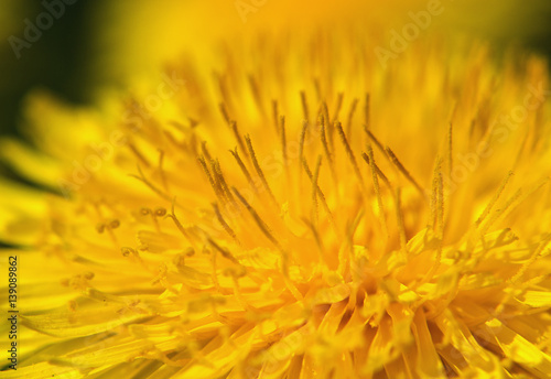 Dandelion