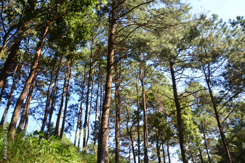 The Pinaceae (pine family) are trees in forest The Pinaceae (pine family) are trees in forest