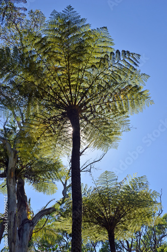 Tall Tree Ferns  Cyathea  under blue sky in Australian forest