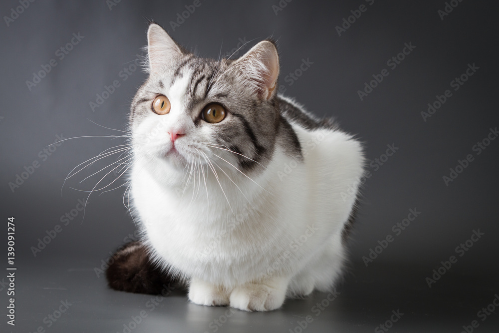 Portrait of Scottish Straight cat bi-color spotted lying on dark background, 8 months old.

