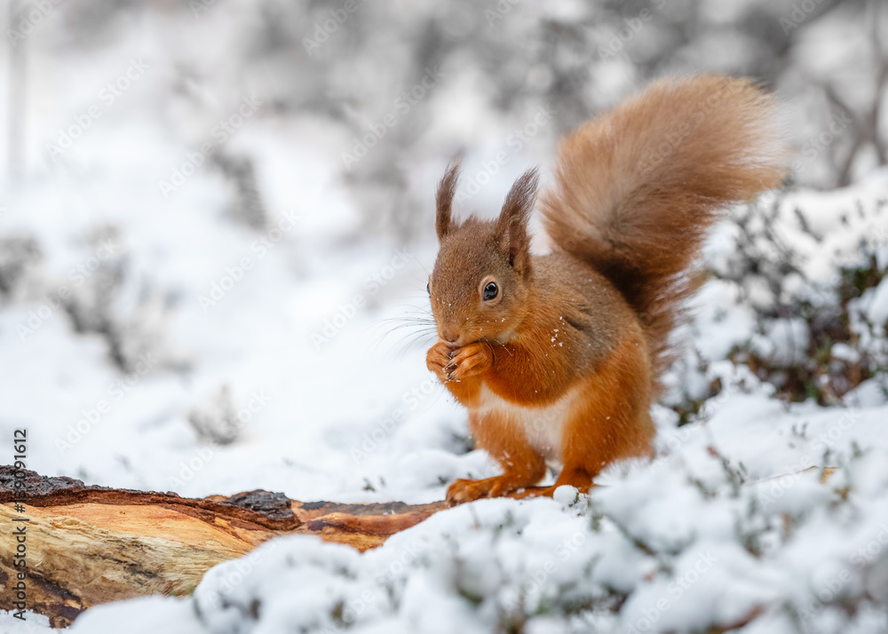 Red squirrel in Winter habitat, County of Northumberland, England - obrazy, fototapety, plakaty 