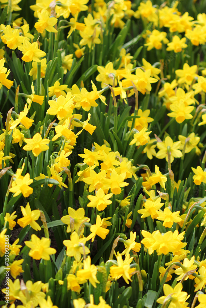The big amount of the yellow daffodils growing in the field The big amount of the yellow daffodils growing in the field