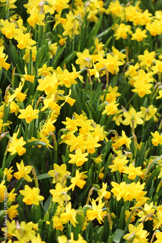 The big amount of the yellow daffodils growing in the field