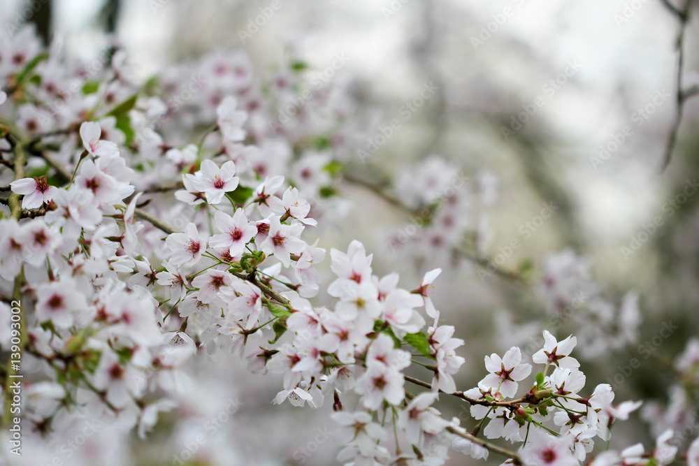 The cherry blossom in the spring garden The cherry blossom in the spring garden
