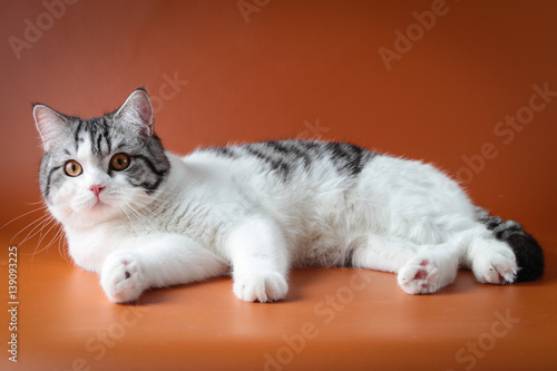 Portrait of Scottish Straight cat bi-color spotted lying on orange background 8 months old.