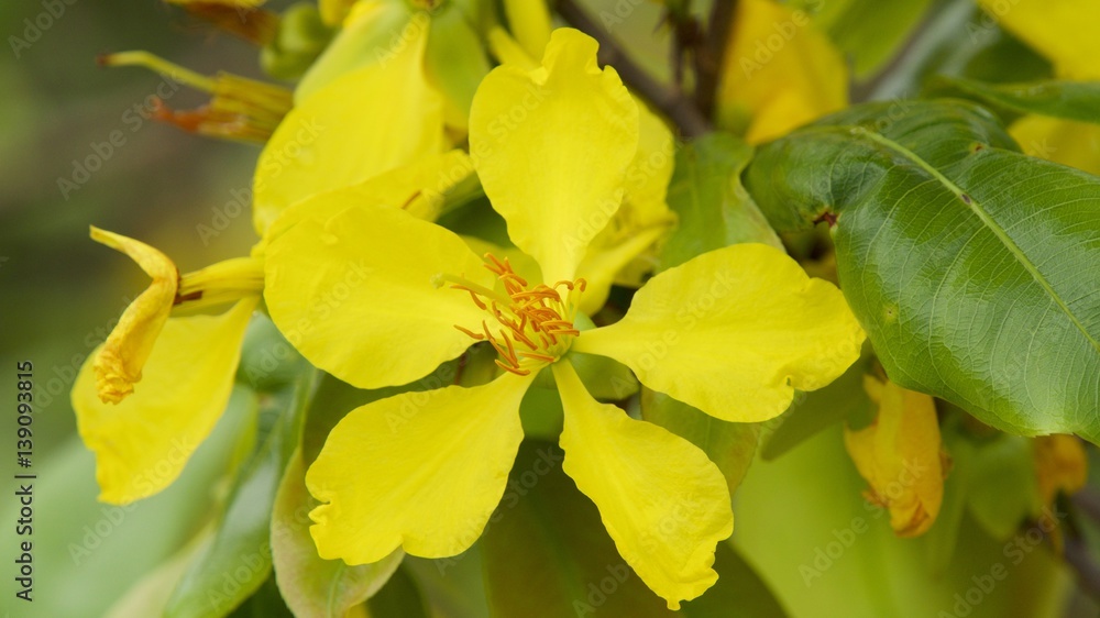Blüte Blüte