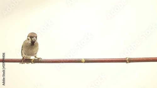 sparrows  isolations on a  white  screen photo