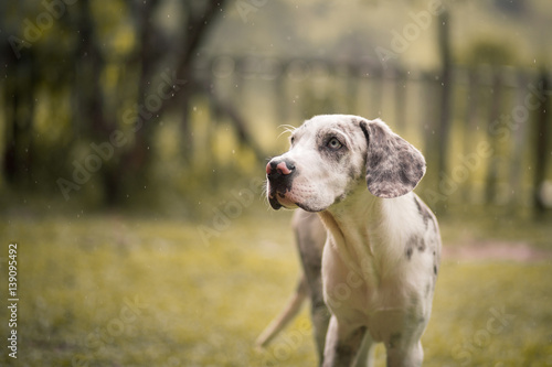 Great Dane dog in rain