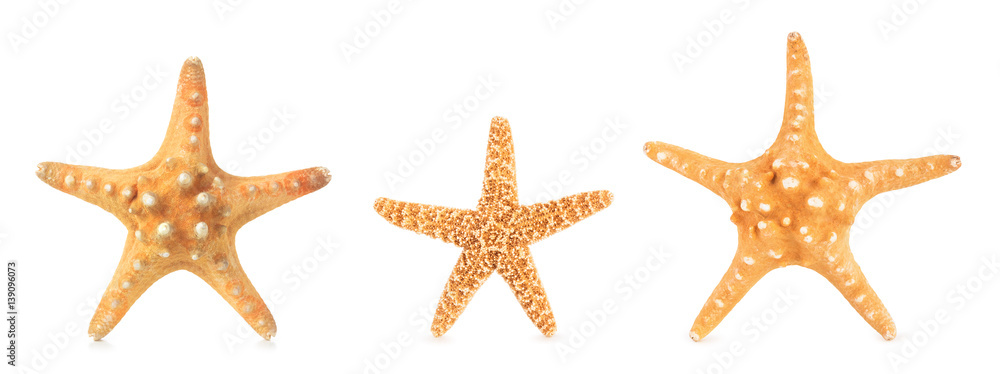 Different starfishes in a row. Different starfishes in a row.
