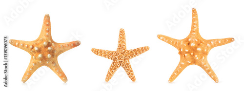 Different starfishes in a row.