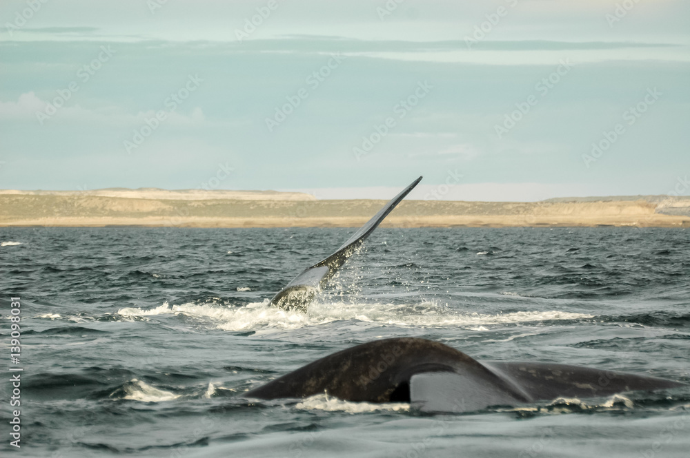 Fototapeta premium whale copulation in Peninsula Valdes