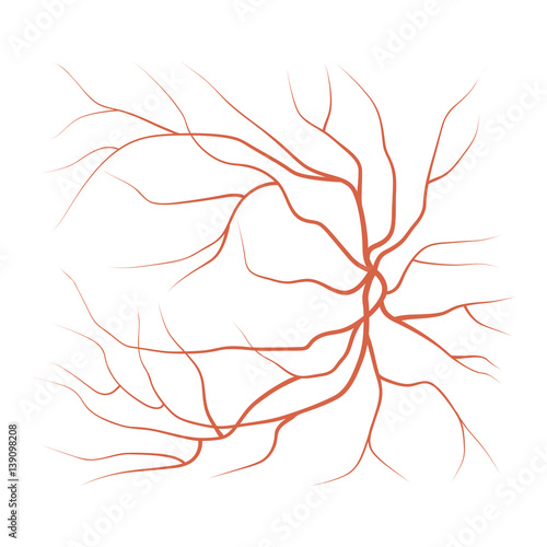 Eye Veins and Vessels