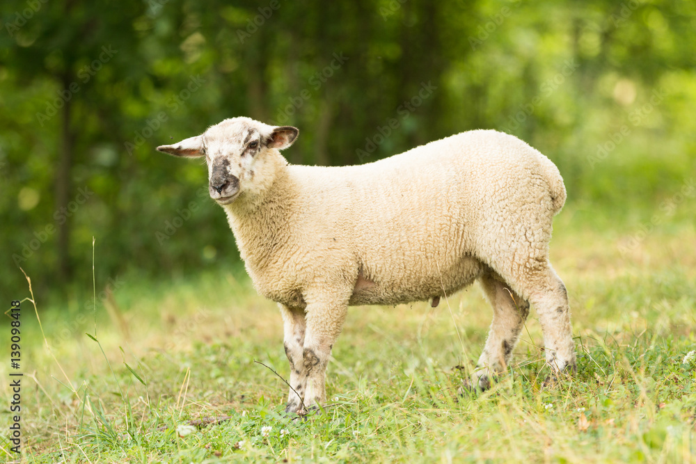 Fototapeta premium little lamb sheep standing alone on the green spring pasture in countryside farm