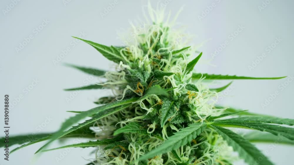 Closeup of Marijuana bud, Cannabis female plant in flowering phase. Closeup of Marijuana bud, Cannabis female plant in flowering phase.