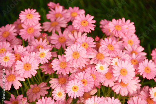 Bright flowerbed with pink flowers.