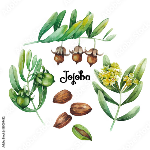 Photos Watercolor jojoba plant