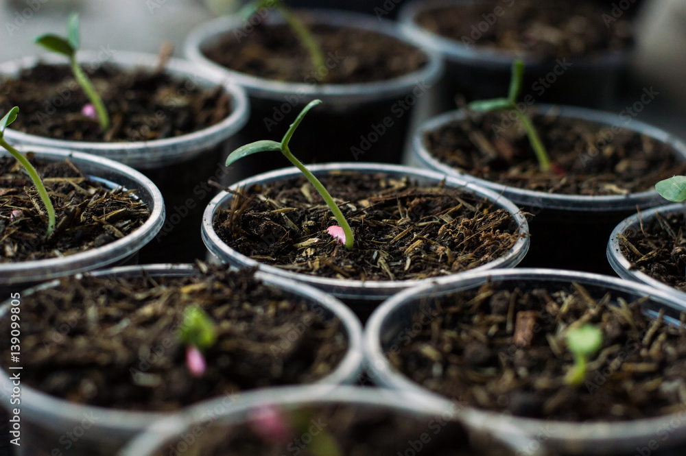 The beginning of a sapling of a plant. The beginning of a sapling of a plant.