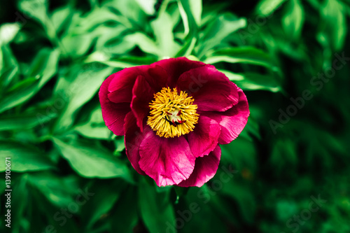 Pink rose flower on green background outdoors