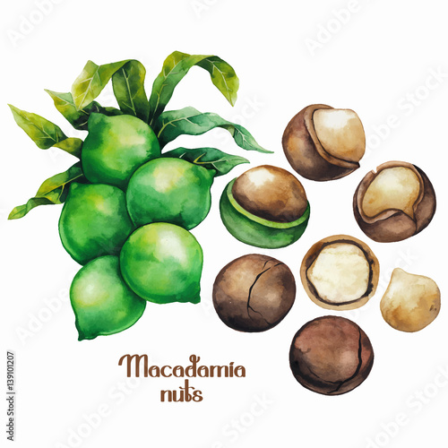 Watercolor macadamia nuts