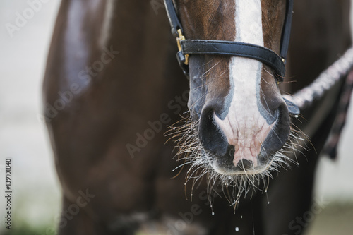 Close up of a horse with white blaze on its head.