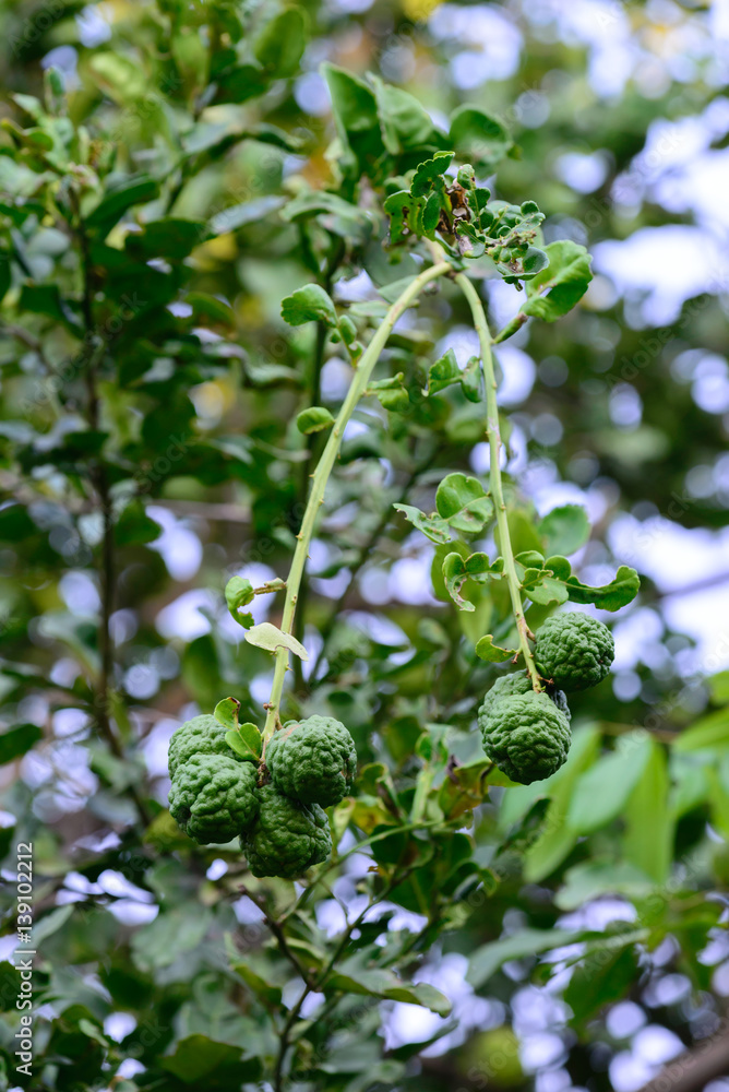 Obraz premium Kaffir lime on tree.