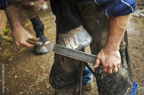 A farrier filing the hoof of a horse he is shoeing. 