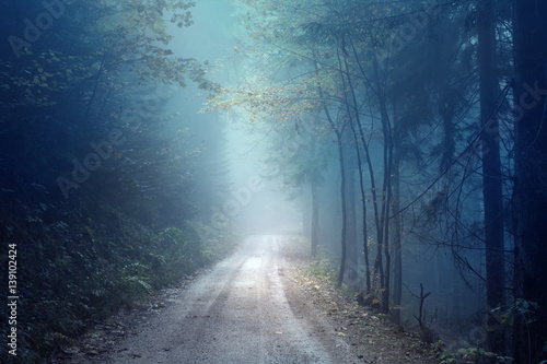 Dreamy evening autumn color foggy forest road. Scary dark blue green colored countryside woodland.
