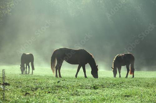 Fototapeta Naklejka Na Ścianę i Meble -  Morning sunlight in foggy countryside meadow with domestic brown horses.