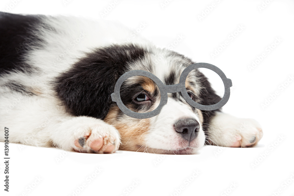 A small Australian Aussie shepherd puppy lies on a white background in funny round glasses. Background is isolated. A small Australian Aussie shepherd puppy lies on a white background in funny round glasses. Background is isolated.