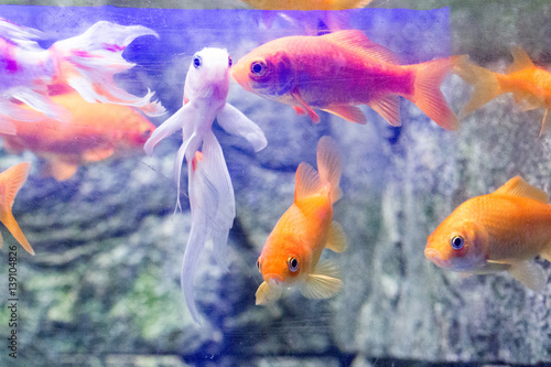 Fototapeta Naklejka Na Ścianę i Meble -  Beautiful colorful fish in the aquarium