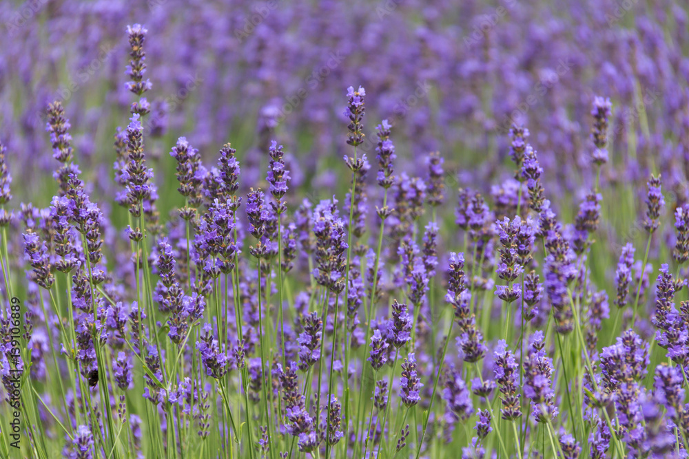 Fototapeta premium lavender flower field in summer