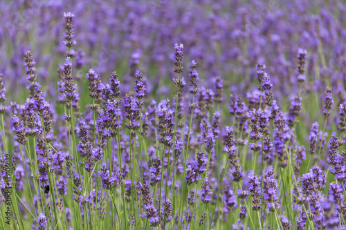 lavender flower field in summer