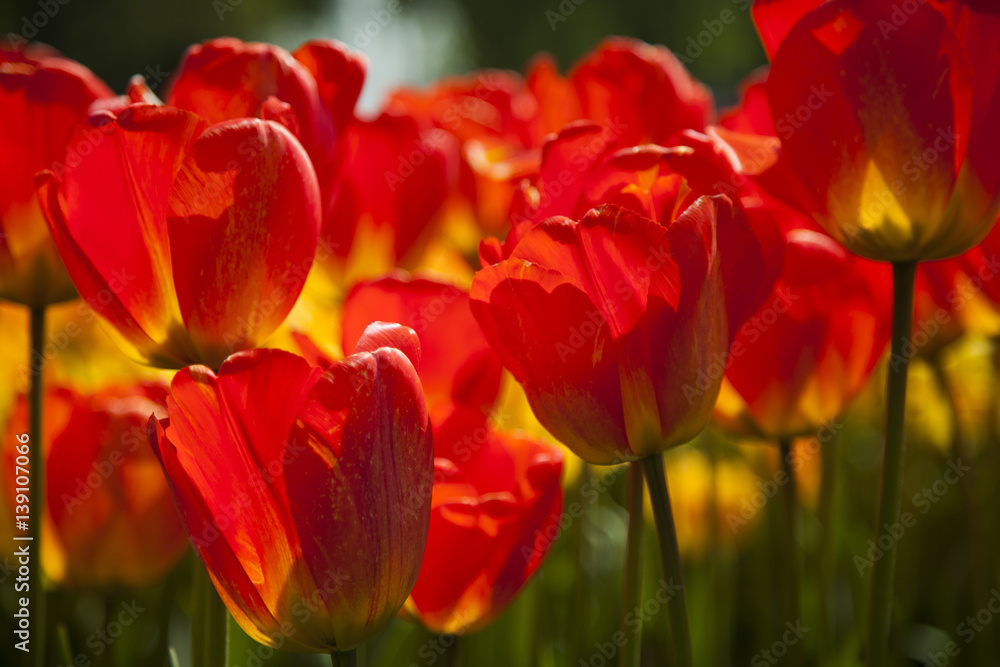 Spring tulips in the garden, spring blossom Spring tulips in the garden, spring blossom