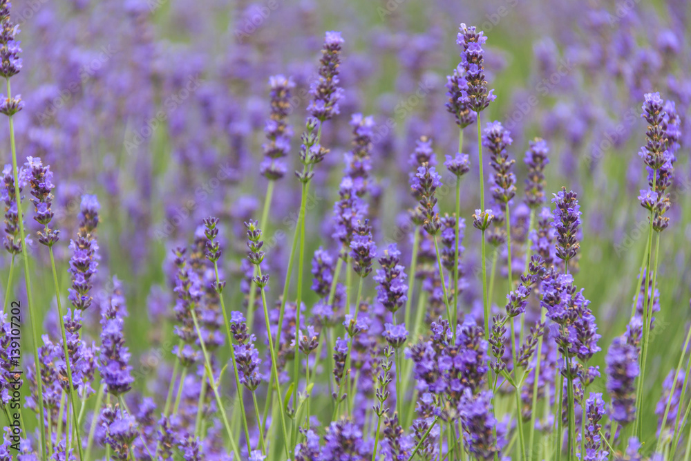 Fototapeta premium lavender flower field in summer