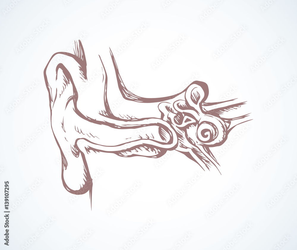 Ear in cross section. Vector drawing
