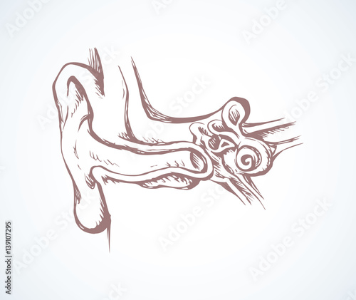 Ear in cross section. Vector drawing