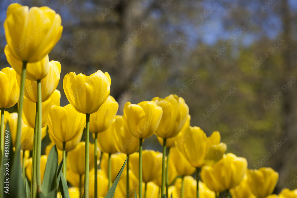 Fototapeta premium Spring tulips in the garden, spring blossom
