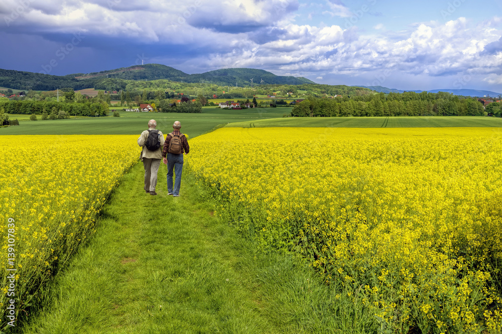 Weg durch das Rapsfeld mit Wanderer Weg durch das Rapsfeld mit Wanderer