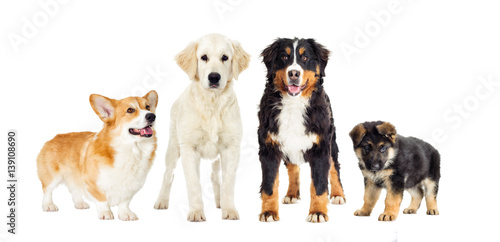 Fototapeta Naklejka Na Ścianę i Meble -  set dogs on a white background