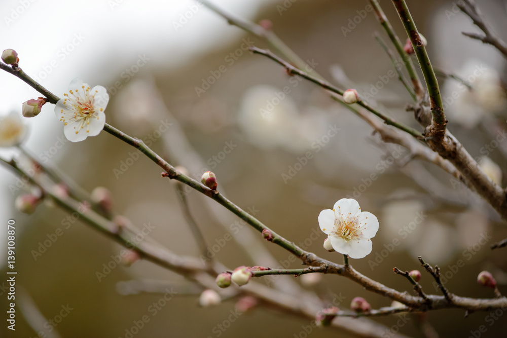 Close-up detail of white colored Japanese cherry blossoms on a branch with many buds. Travel and nature concept.