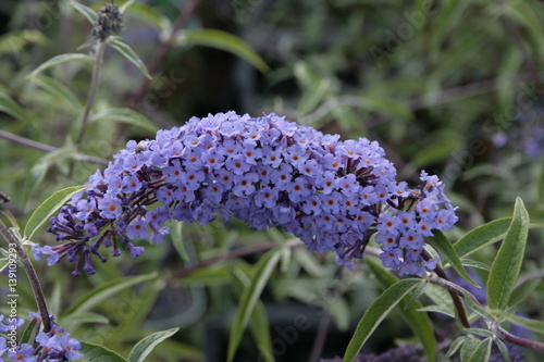 Buddleja davidii Empire Blue photo