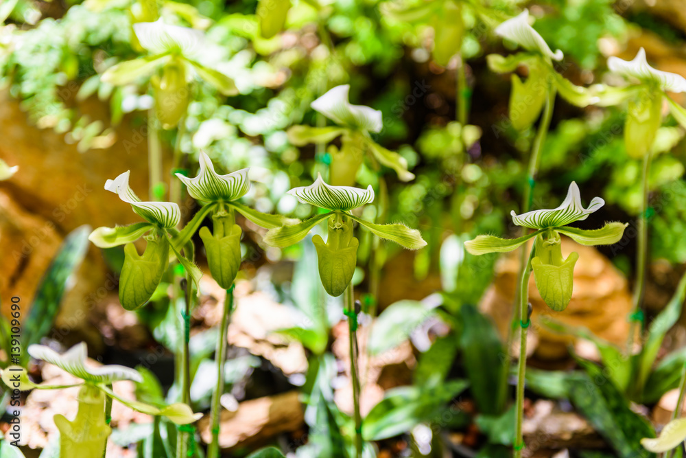 Lady's slipper orchid. Paphiopedilum Callosum in natural background Lady's slipper orchid. Paphiopedilum Callosum in natural background