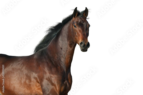 Fototapeta Naklejka Na Ścianę i Meble -  Bay horse portrait isolated on white background
