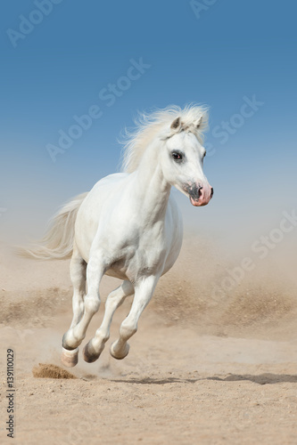 White pony run fast in desert dust 