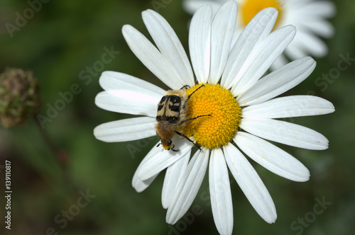 Pinselkäfer auf Blume