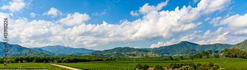 Wallpaper Mural Cosmos flowers blooming Torontodigital.ca