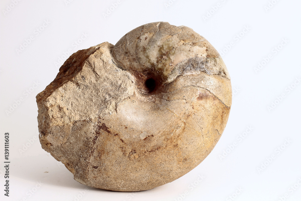 Fossile Fossile