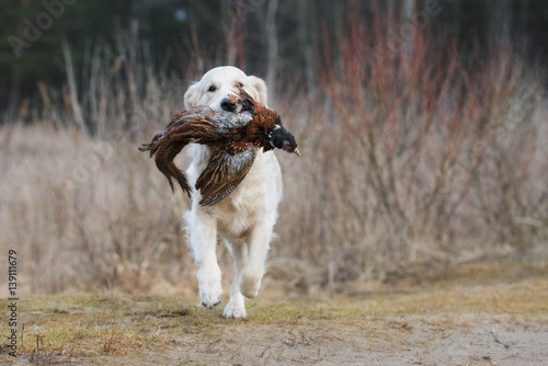 Photography golden retriever dog holding a pheasant