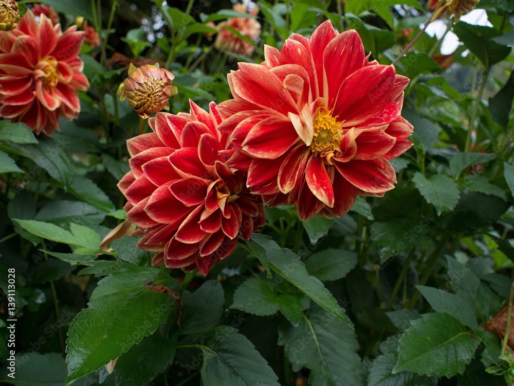 Dahlia Dahlia