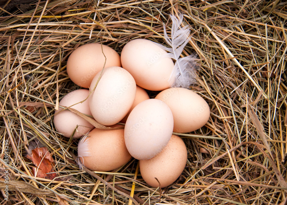 some chicken eggs lying in the hay